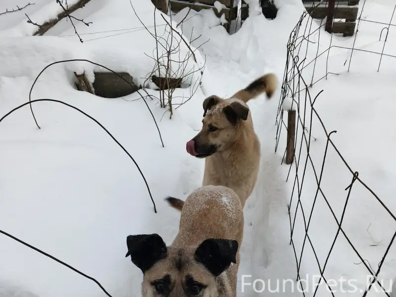 Пропали собаки, Смоленск, район Лемано Про