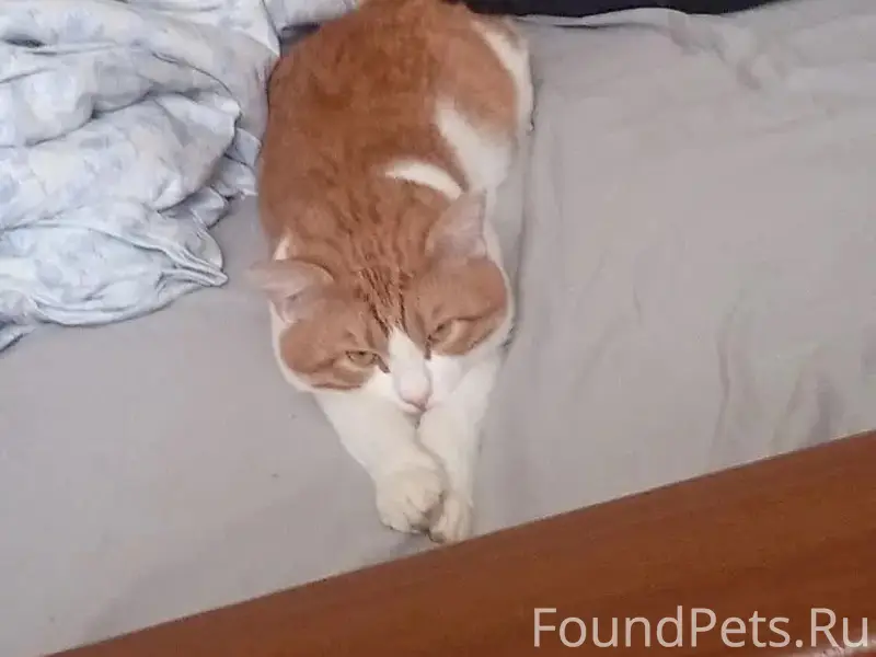 Пропал кот Семён, центр