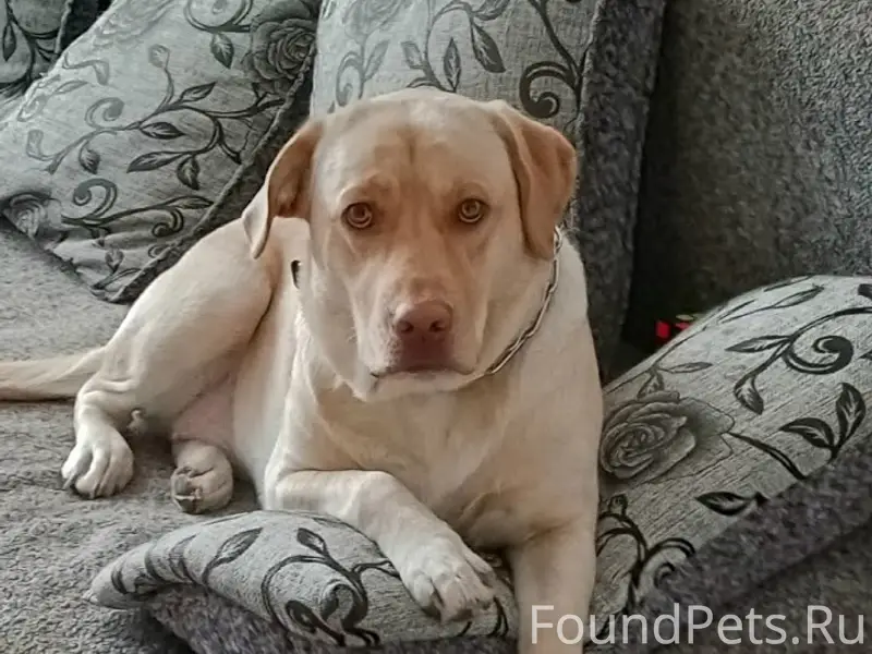 Пропала собака