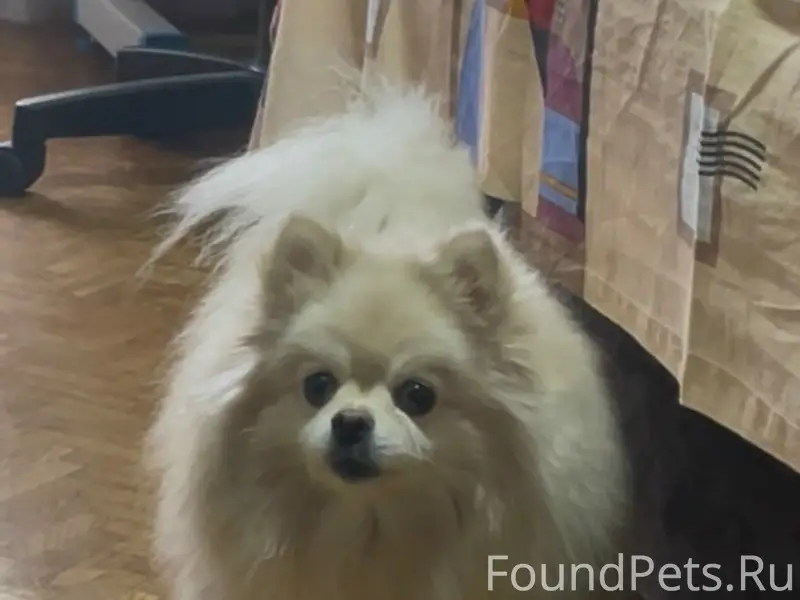 Пропала собака Алиса, улица Миронова, Кола