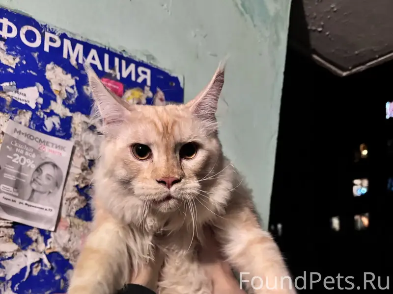 Найдена кошка породы мейкун, Заволжский район