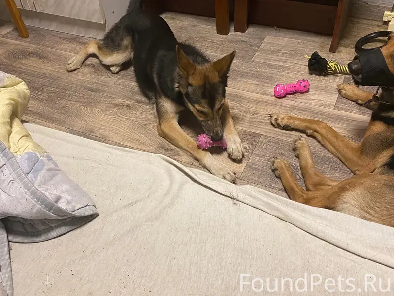 Пропала собака Найда, район Гагарина