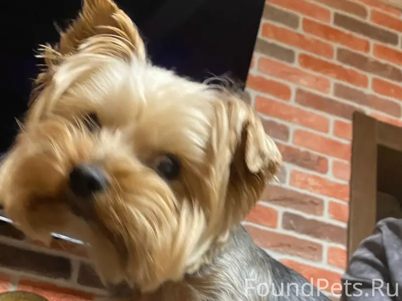 Найден тип собака, район Смоленского