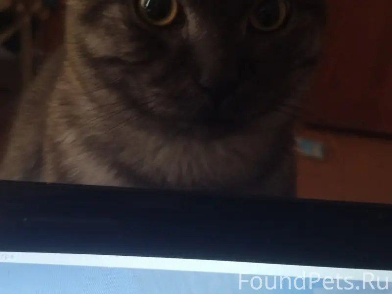 Пропал кот Вася, центр, ул Бланская