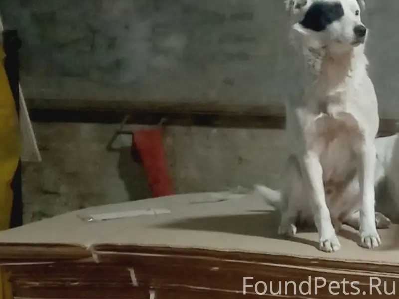 Пропал пёс Пират, Коркино