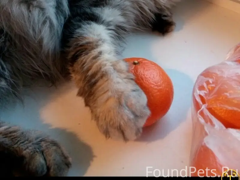 Пропал кот Ваня, Тула