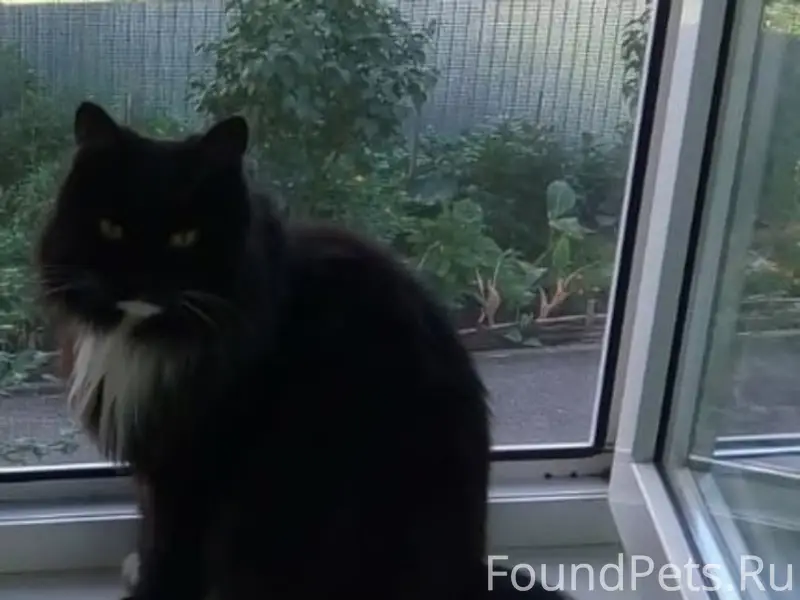 Пропал кот, Морозово