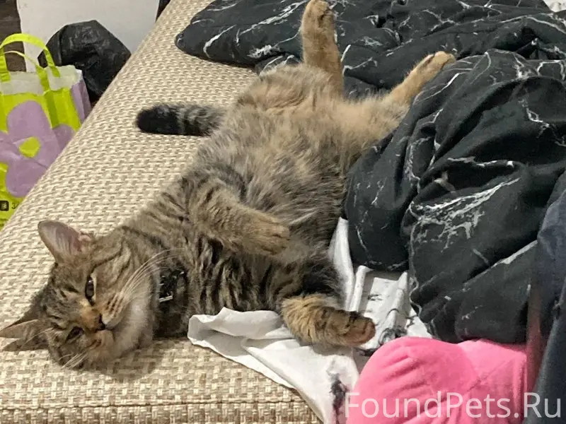 Пропал кот Стёпа, Красноармейский район