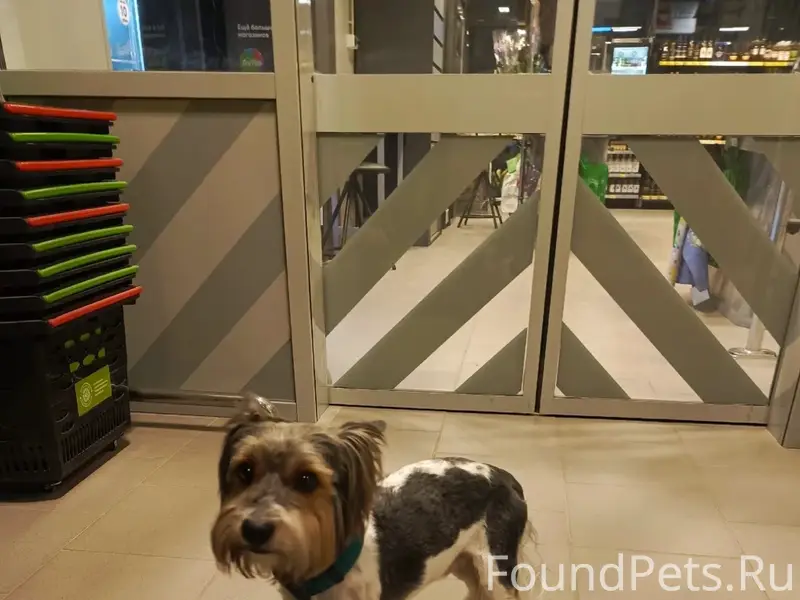 Найден тип собака, 50 лет Октября 36