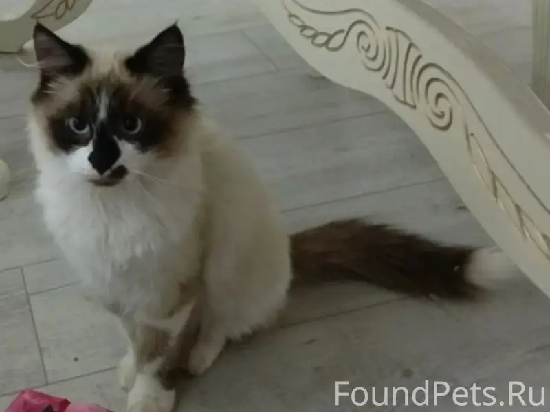 Пропал кот Мурлат, посёлок Чайковичи