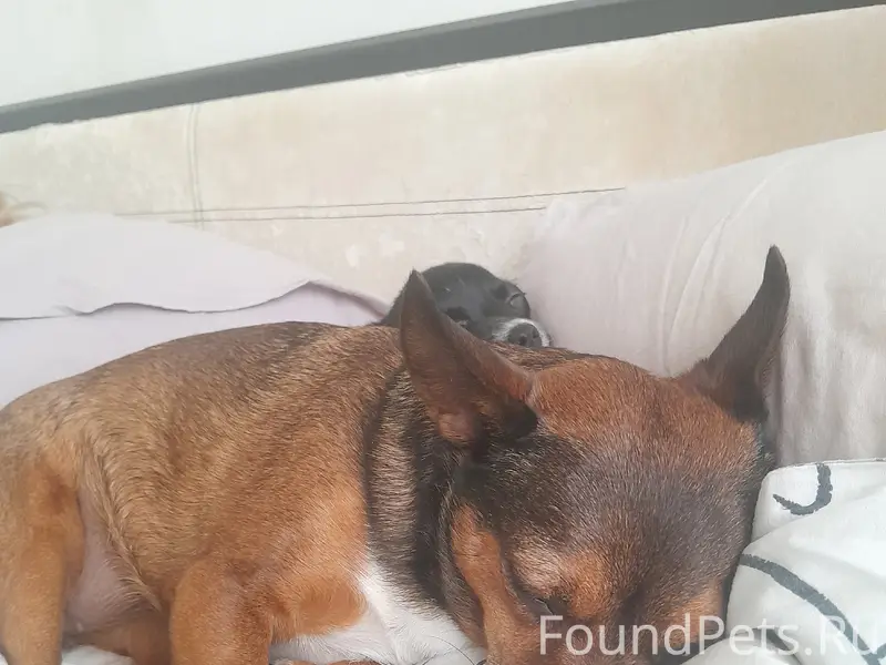 Пропала собака Мася, Воронежская обл.