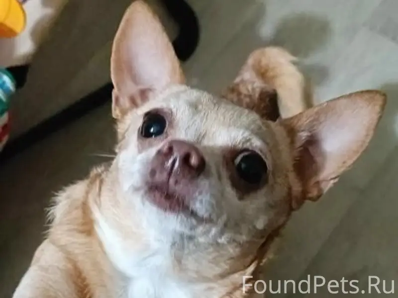 Пропала собака Соня, Красный перекоп