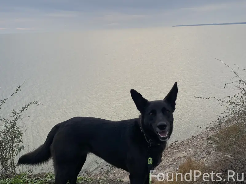 Таганрог, пропала собака в зеленом ошейнике