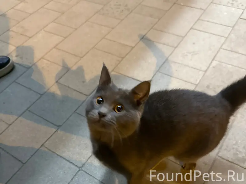 Найден кот, возле 25Б/2