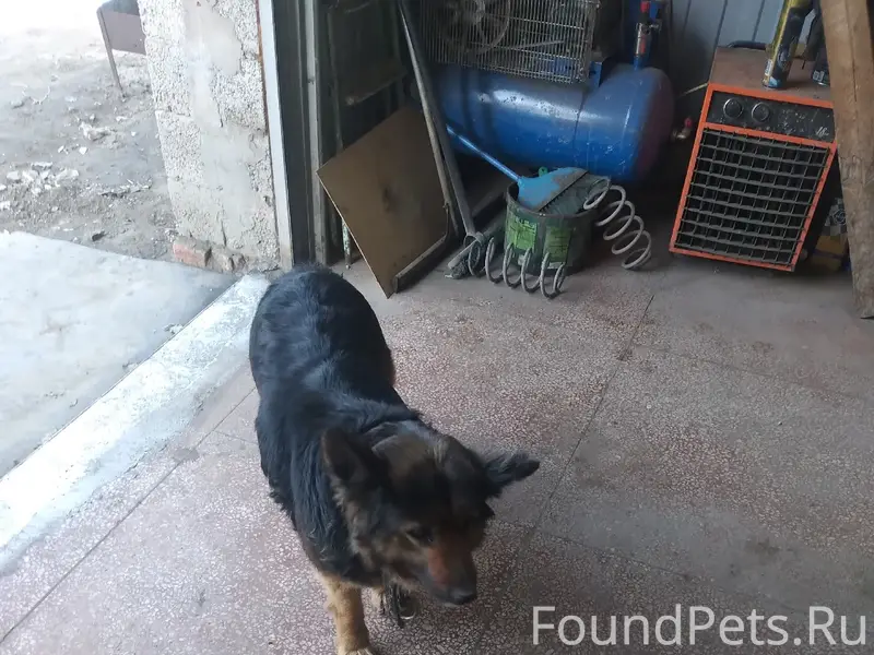 Найден домашний пёс с ошейником, район 7-ого таксопарка