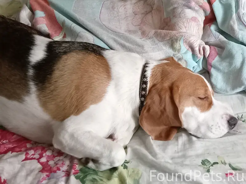 Пропала Бигель Тося, Опеченский Посад