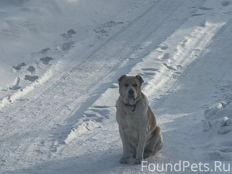 Пропала собака, район Бийской