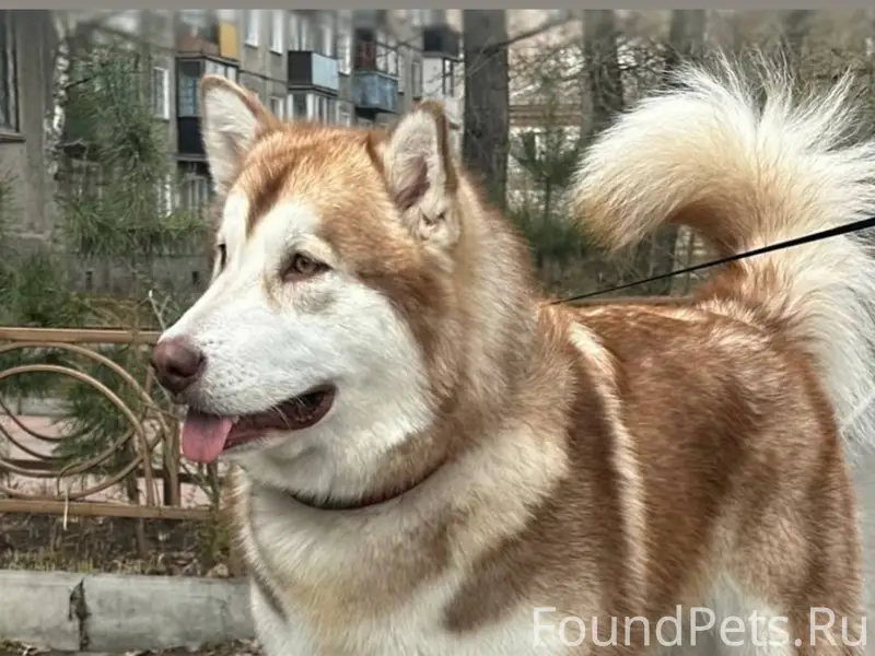 Пропала девочка Аляскинского маламута, с. Калинино
