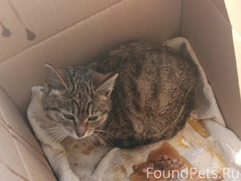 Найден котёнок, Чертенкова 104