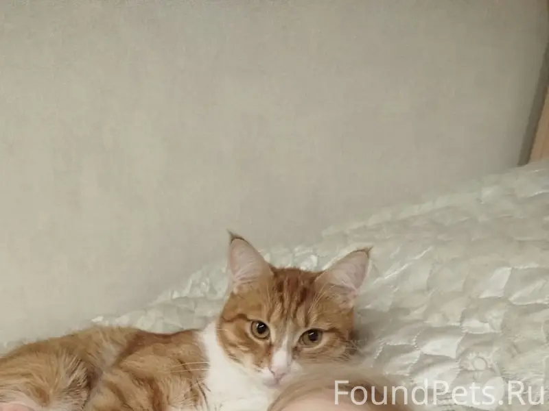 Пропал кот Рыжик, Чемодурово