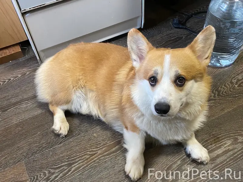 Пропал пёс Скипи, Петровский