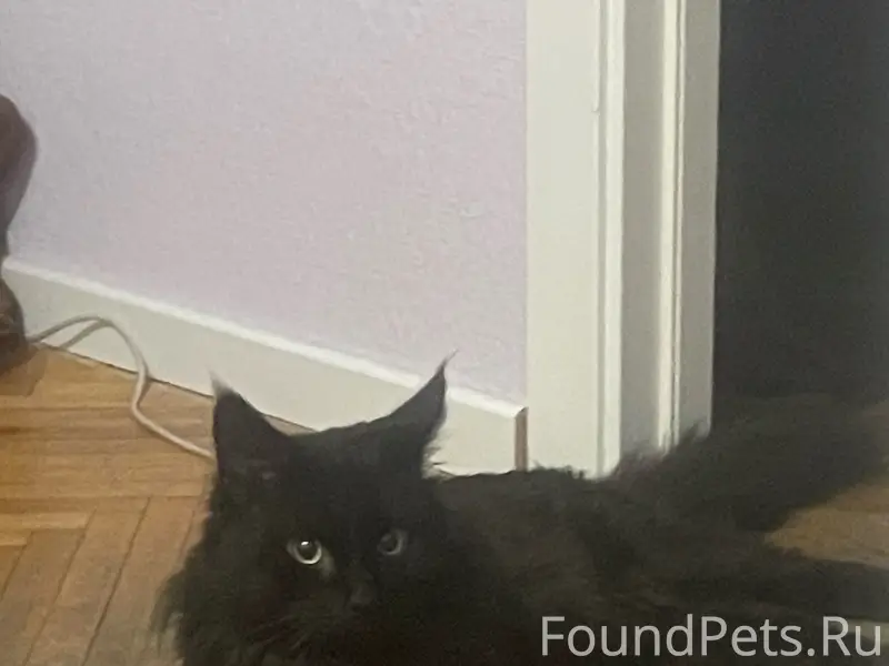 Пропал кот Фортуна, Всеволожск