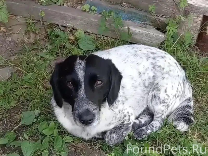 Пропал Гаврюша, район хирургии