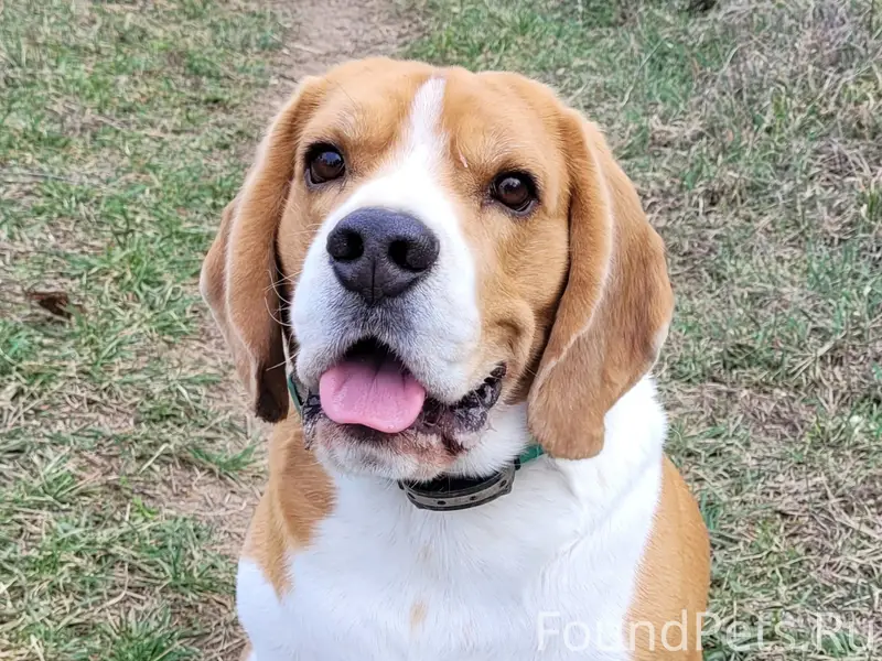 Пропал бигль, был в районе горки (гск Янтарь, жк Грэсовский)