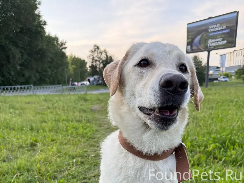 Пропал пёс Бадди, Старая сортировка