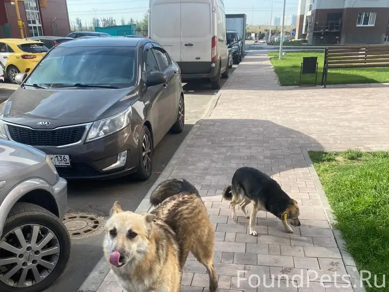 Пропал мальчик Акело, Черёмушки, Отрадное