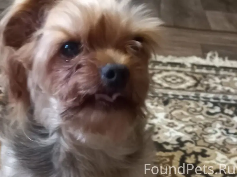 Найден Йорк, Верхняя, около рынка