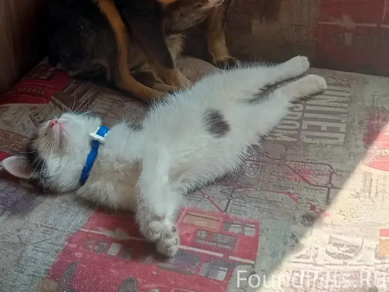 Пропала собака, район интерната