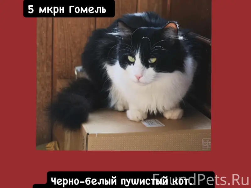 Пропал кот Пашка, 5-ый мкрн