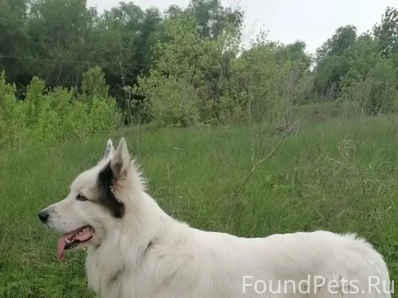 Пропал большой пёс, с. Губино (Агроном)