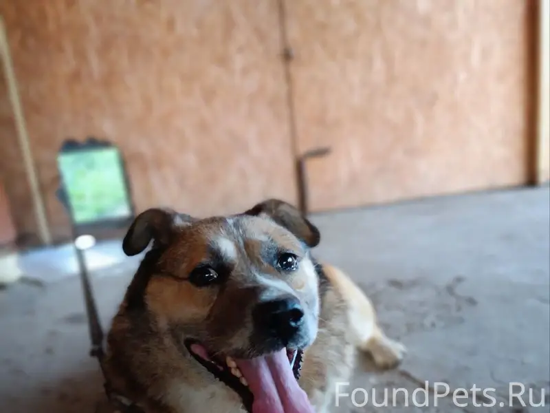 Пропал пёс, возле ул. Пушкина