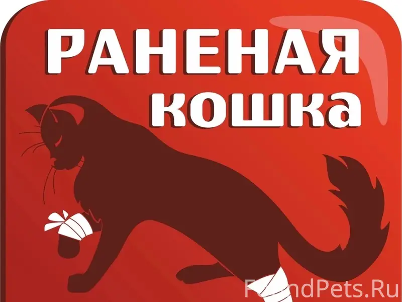 Найден кот, улица Планировочная 1/2
