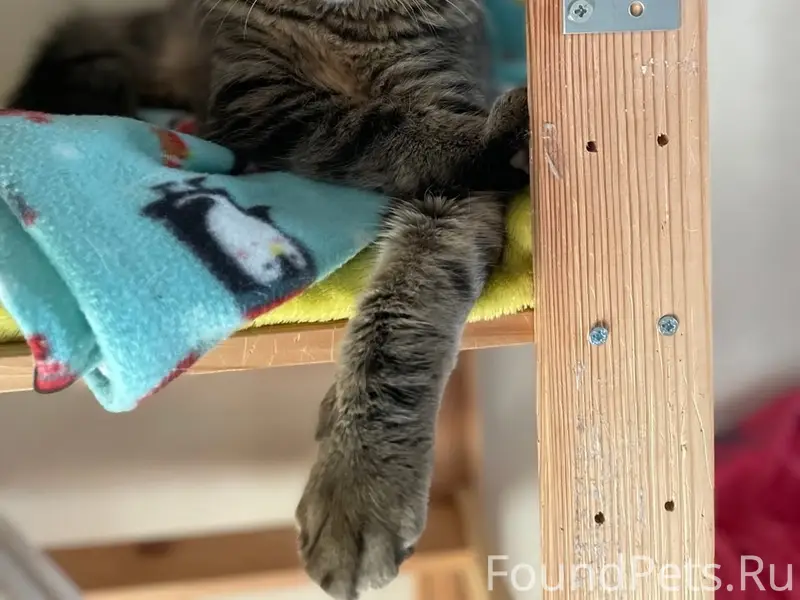 Пропал кот, район детской поликлиники