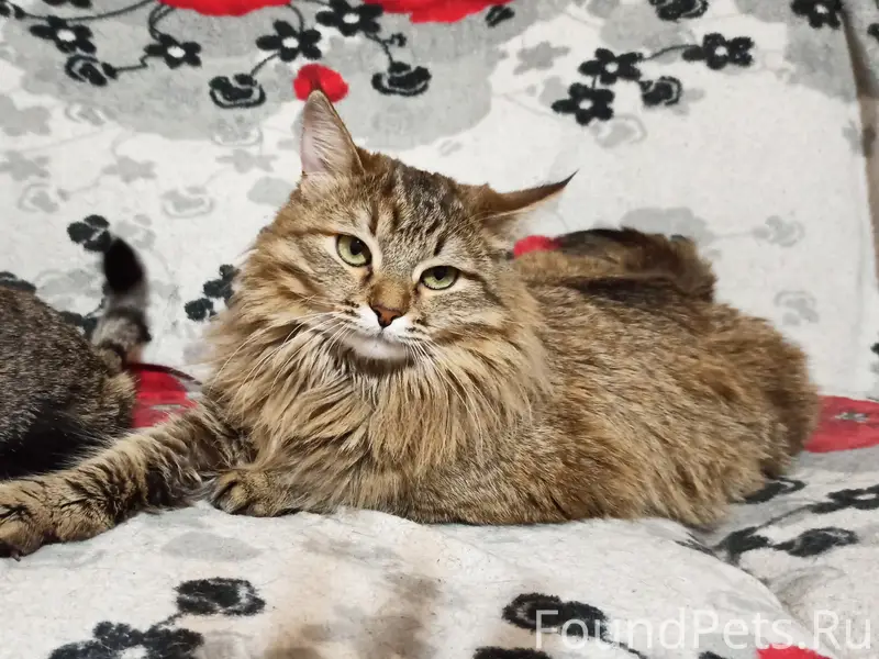 Пропала кошка Стеша, Новоульяновск