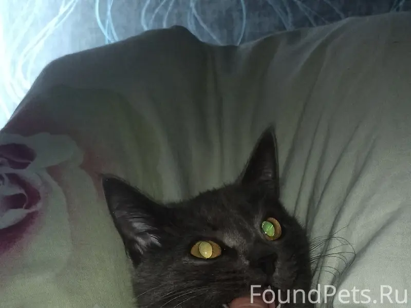 Пропала кошка Лулу, ул. Байкаринская