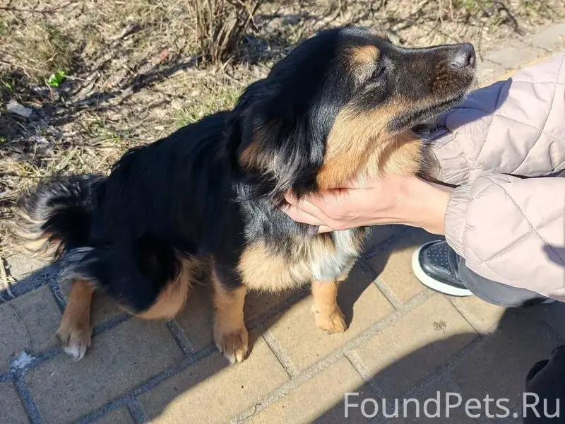 Найдена маленькая собака, Воронеж, ЖК «Берег»