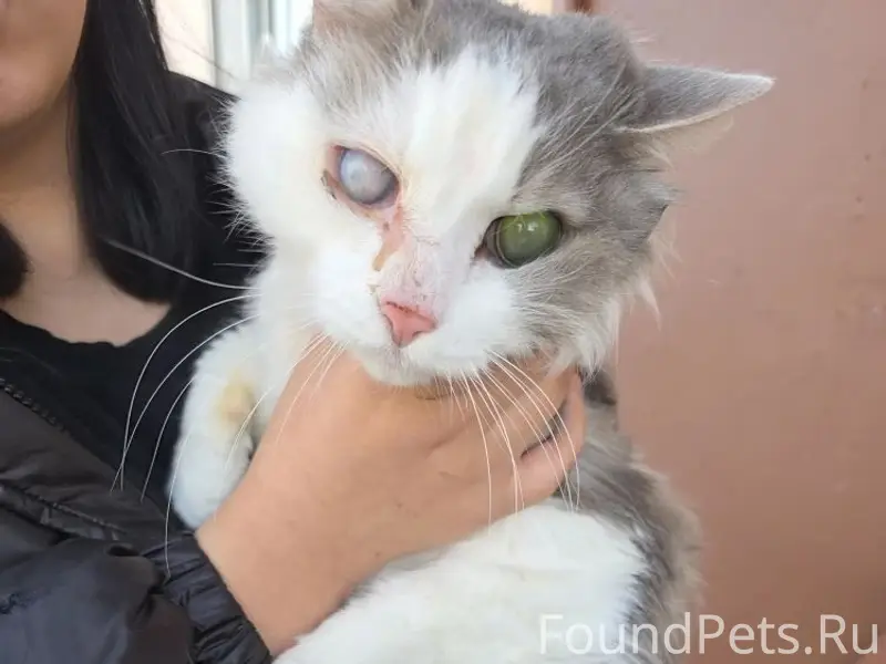 Найден кот, Кировский район
