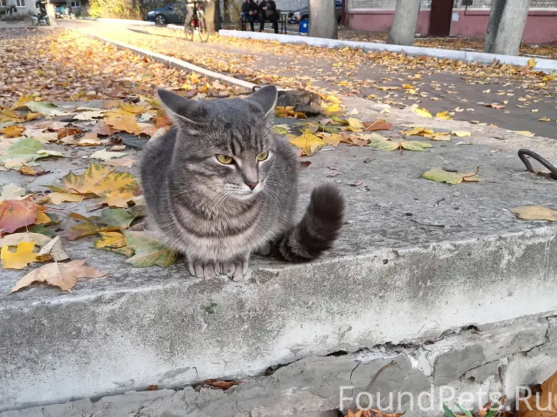 Пропал домашний котик, район площади Ленина
