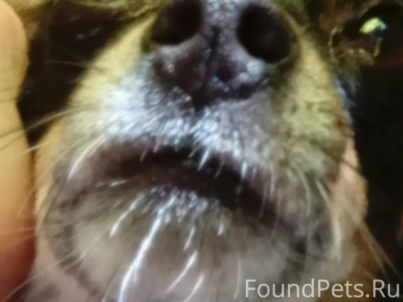 Пропала собака пинчер, улица Менжинского