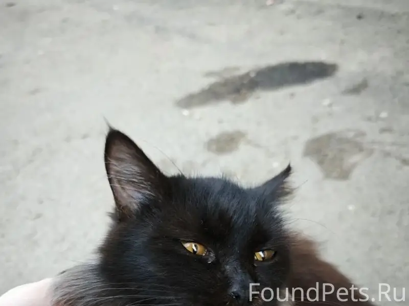 Найден кот, 4-ая Курская