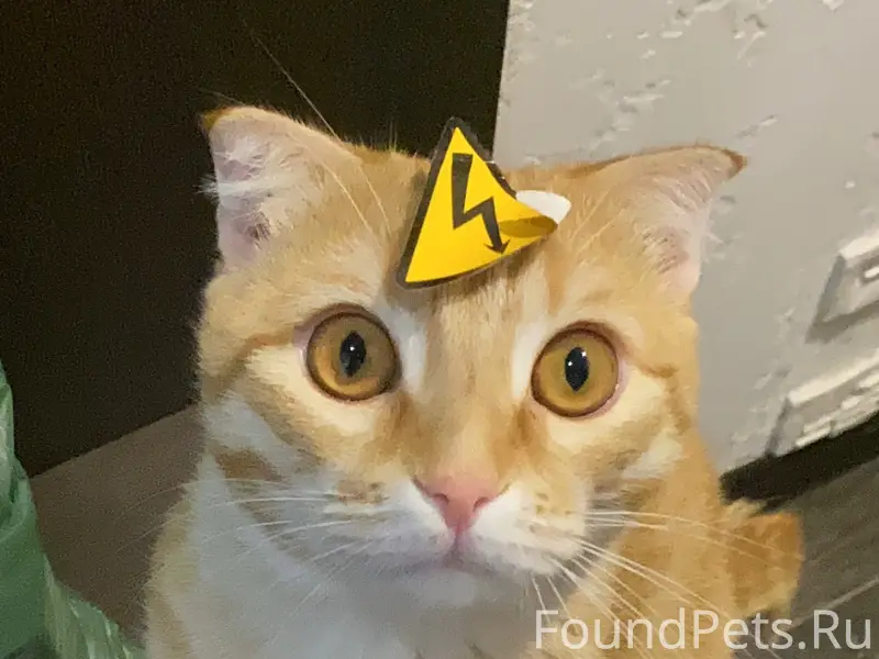 Пропал кот Паша, 25 мкр