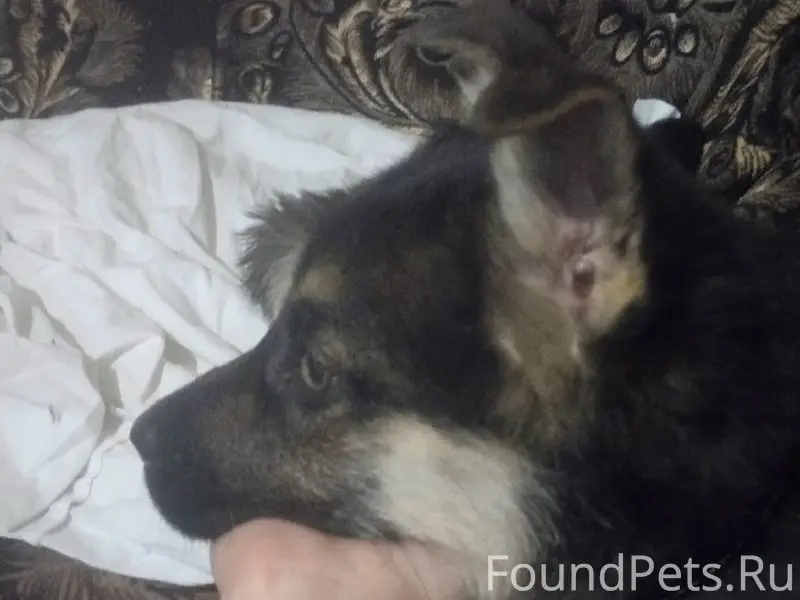 Пропала собака Милка