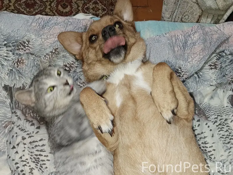 Пропала рыжая собака, метис Джек Рассел, район Соборной площади