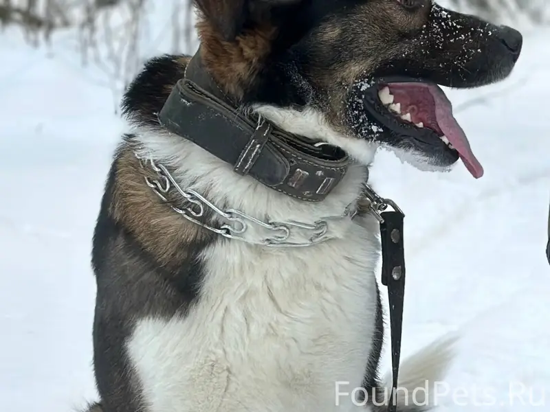 Пропала собака, Седеево, Кохма