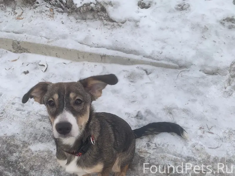 Найдена собака, Свердловский район