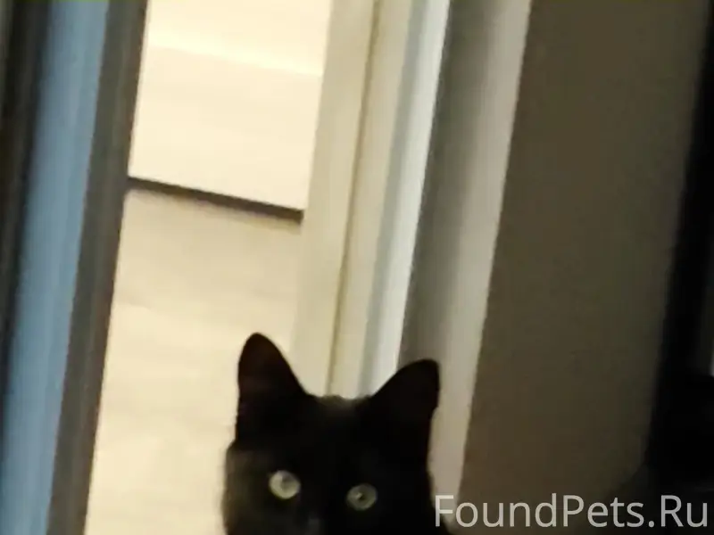 Пропала кошка Тома